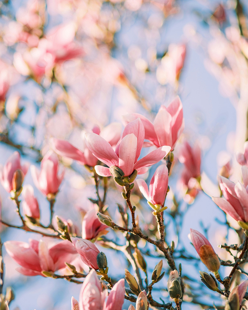 Primavera cero